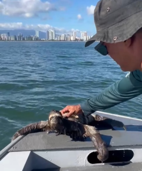 Bicho-preguiça na água: animal é resgatado em mar no litoral de SP